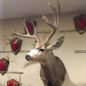 Meet your Posher, Sam